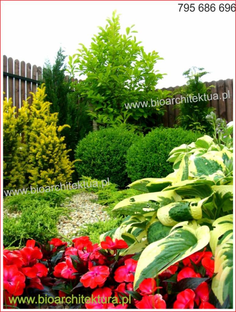 Aranżacja ogrodu z różnorodnymi roślinami: czerwonymi kwiatami, hostami z kremowymi brzegami, kulistymi krzewami, żółtą tują i wysokimi drzewami na tle drewnianego płotu. Na pierwszym planie...