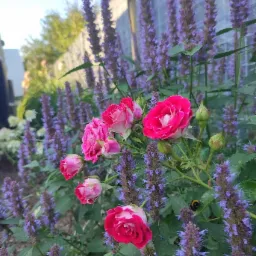 Kwitnące róże rabatowe w odcieniach różu i bieli, na tle wysokich, fioletowych kwiatostanów werbeny patagońskiej, z widocznym owadem zapylającym.