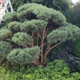 Formowane drzewo iglaste z drabiną opartą o pień, świeżo po przycięciu, z widocznymi śladami cięcia na ziemi, otoczone różnorodną roślinnością w ogrodzie.