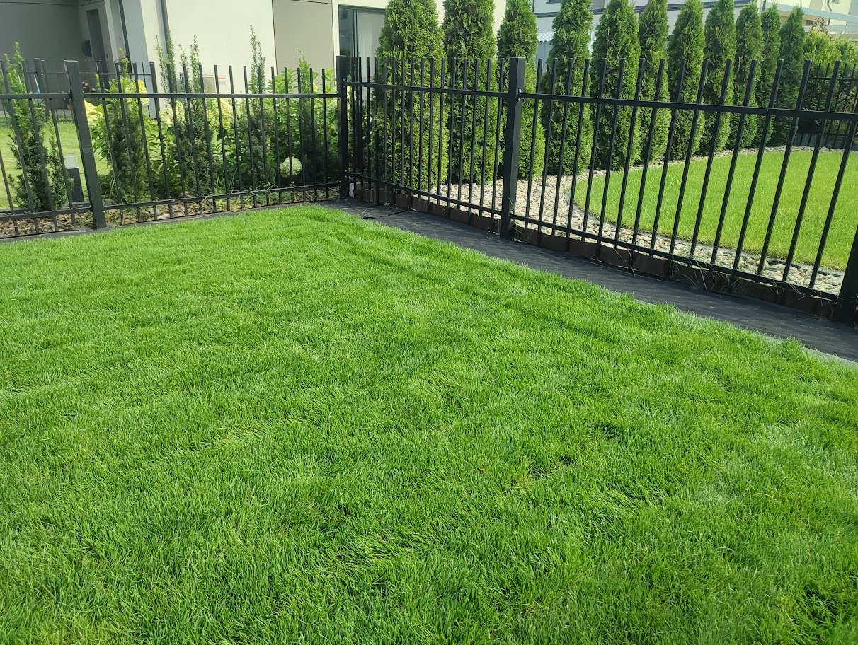 Świeżo założony trawnik z rolki, widoczny czarny płotek i rząd tuj w tle.