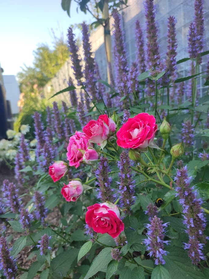 Kwitnące róże rabatowe w odcieniach różu i bieli, na tle wysokich, fioletowych kwiatostanów werbeny patagońskiej, z widocznym owadem zapylającym.