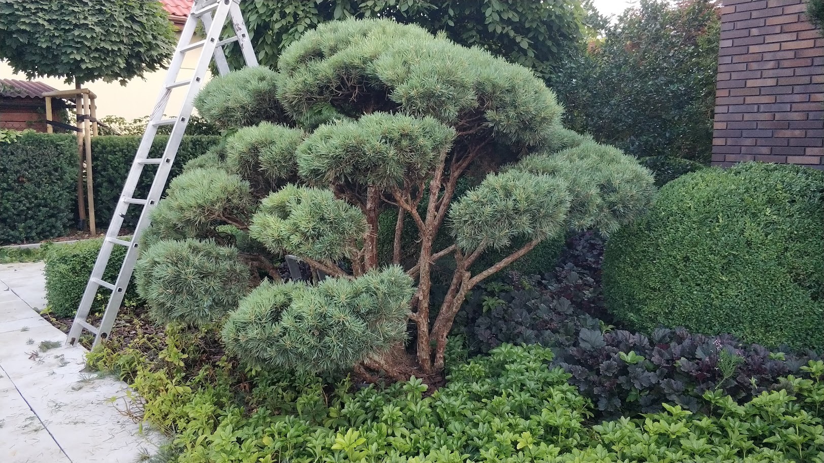 Formowane drzewo iglaste z drabiną opartą o pień, świeżo po przycięciu, z widocznymi śladami cięcia na ziemi, otoczone różnorodną roślinnością w ogrodzie.