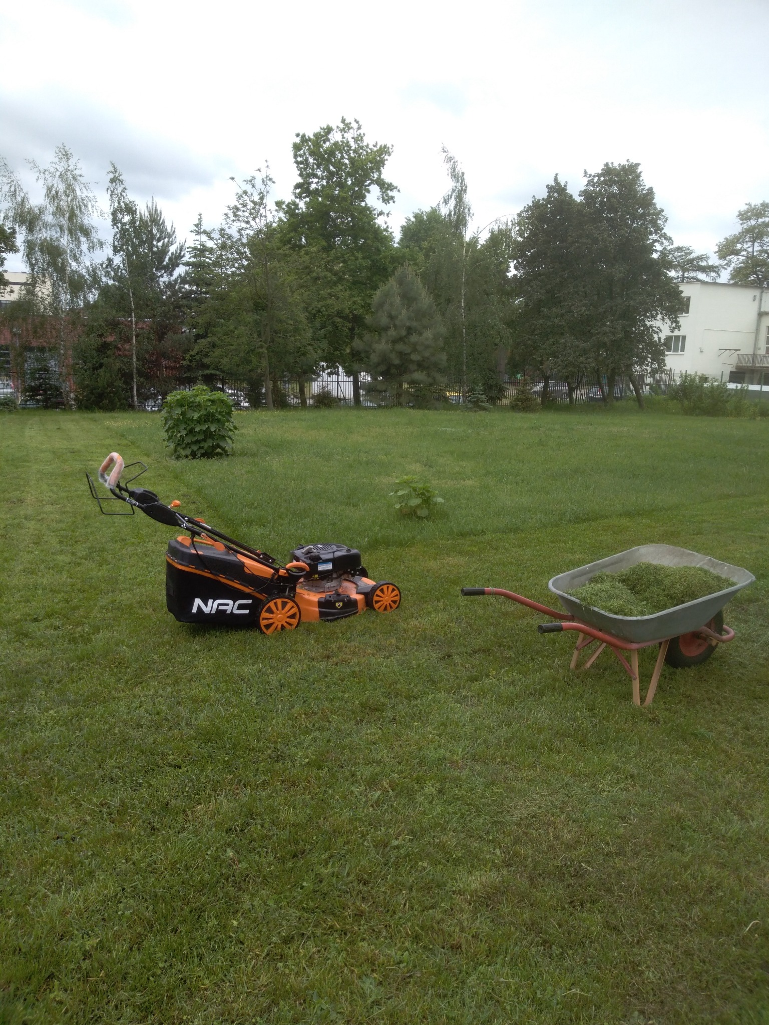 Pomarańczowa kosiarka NAC i taczka pełna skoszonej trawy na zielonym trawniku. W tle drzewa i budynek.