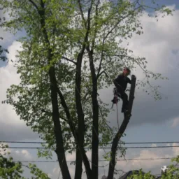 Arborysta w kasku, z piłą, na linie, tnie wysokie drzewo na tle pochmurnego nieba. Widoczne gałęzie, przewody elektryczne i fragment dachu budynku.