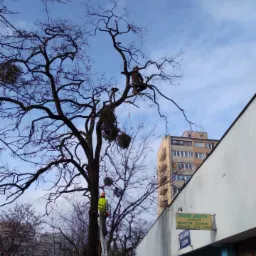 Pielęgnacja drzewa - usunięcie jemioły oraz posuszu