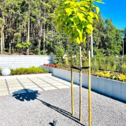 Młode drzewko podparte bambusowymi tyczkami w świeżo urządzonym ogrodzie z wysypanym żwirem, obok podwyższona rabata z roślinami wzdłuż białego murku, w tle las iglasty.