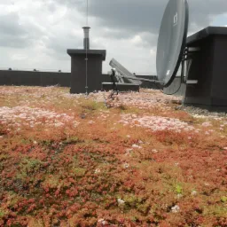 Rozległy zielony dach z kwitnącym rozchodnikiem, widoczny komin, antena satelitarna i fragment żurawia budowlanego na tle pochmurnego nieba.