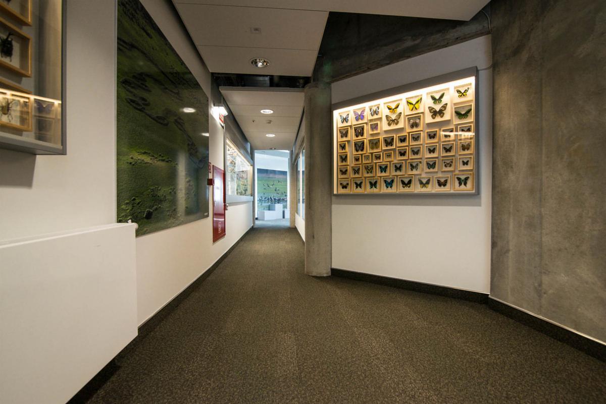 Korytarz w budynku uniwersyteckim z ciemną wykładziną dywanową, ściany zdobią obrazy z motywami przyrodniczymi i motylami.