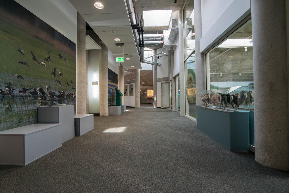 Szara, teksturowana podłoga w korytarzu uniwersyteckim, z muralem przedstawiającym ptaki na ścianie i przeszklonymi ekspozycjami po bokach.