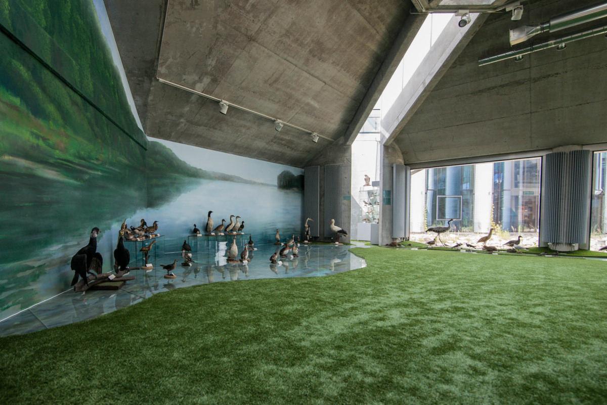 Wnętrze budynku Uniwersytetu w Białymstoku z ekspozycją różnych gatunków ptaków wodnych na sztucznej trawie i wodzie, z muralem jeziora w tle, oświetlone światłem dziennym wpadającym przez okna.