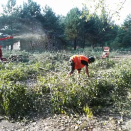 czyszczenie działek