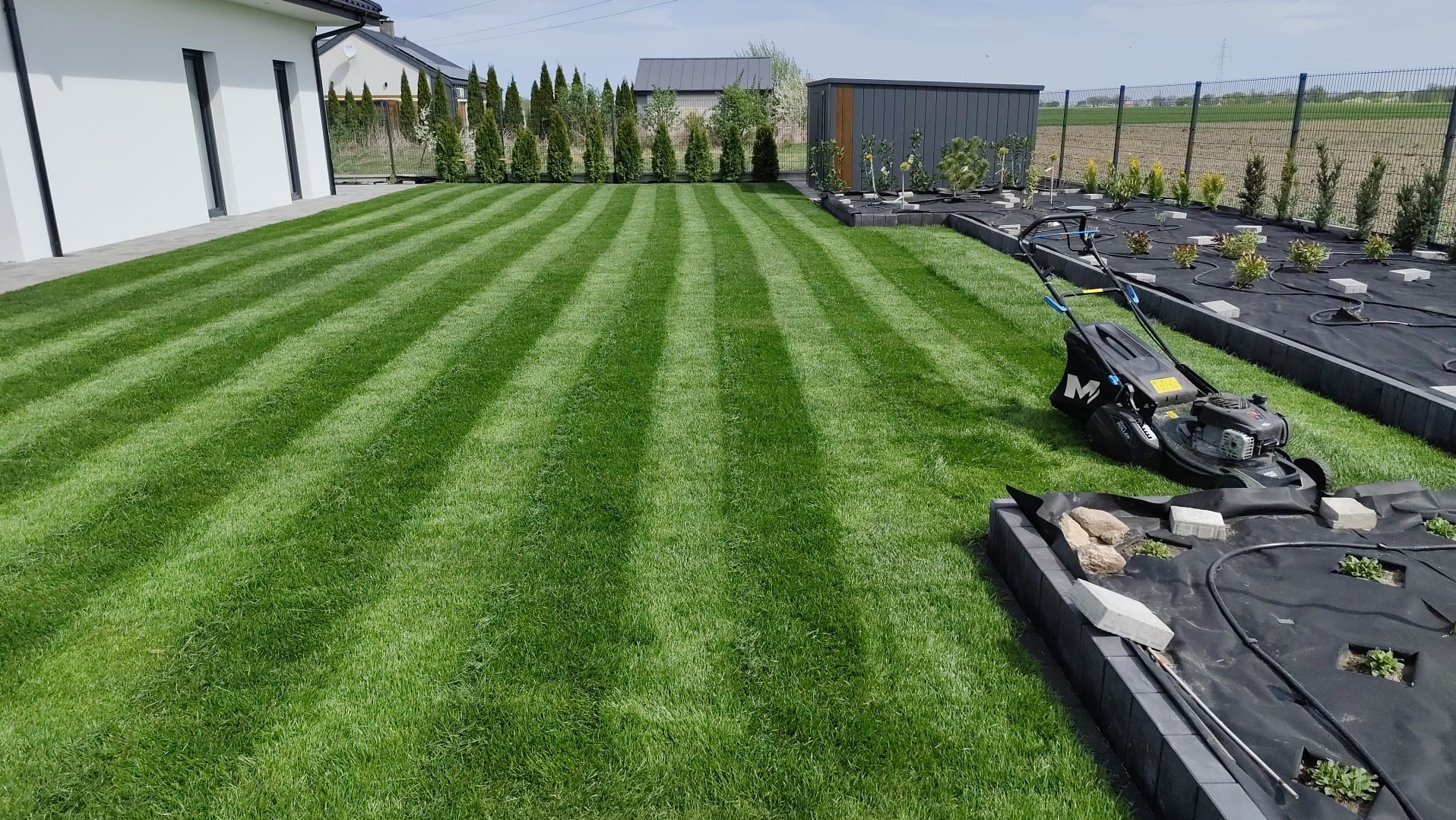 Perfekcyjnie skoszony trawnik z wyraźnymi pasami, obok kosiarka. W tle rząd tuj i budynek. Nowo założona rabata z agrowłókniną i systemem nawadniania.