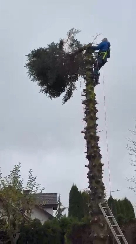 Arborysta w uprzęży, przycina wysokie drzewo iglaste z drabiny. Pień ogołocony z gałęzi, korona częściowo przycięta. Pochmurne niebo w tle.