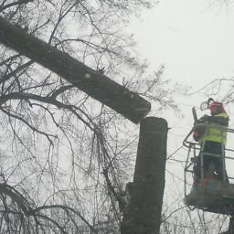 przycinanie koron drzew Pruszcz Gdański,Gdańsk