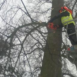 wycinka połaci drzew w lasach i parkach Gdańsk
