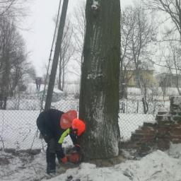 nowe przepisy wycinki drzew Gdańsk,Gdynia,Sopot 