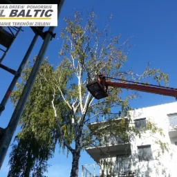 Wycinka drzew redukcja koron drzew