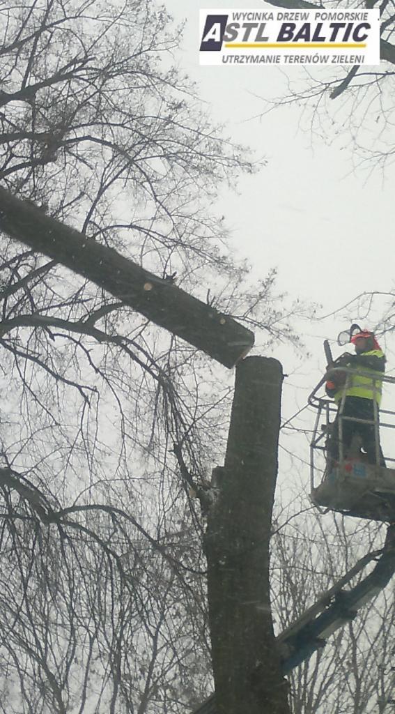 przycinanie koron drzew Pruszcz Gdański,Gdańsk