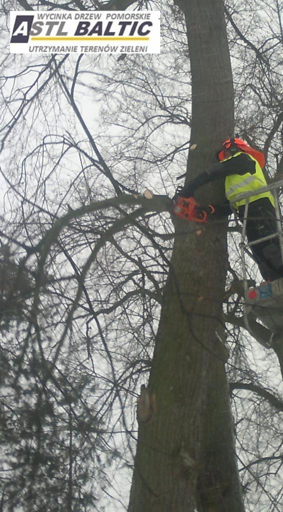 wycinka połaci drzew w lasach i parkach Gdańsk