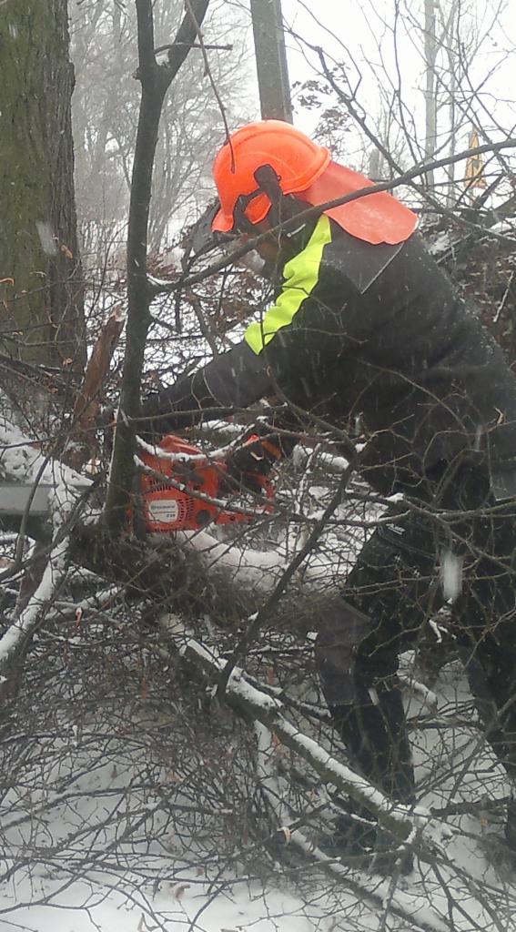 przepisy wycinki drzew Pruszcz Gdański,Gdańsk,