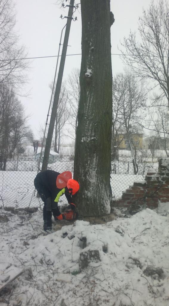 nowe przepisy wycinki drzew Gdańsk,Gdynia,Sopot
