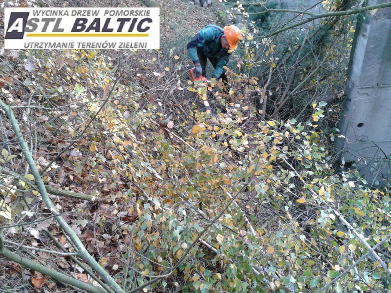 wycinka drzew trójmiasto i okolice