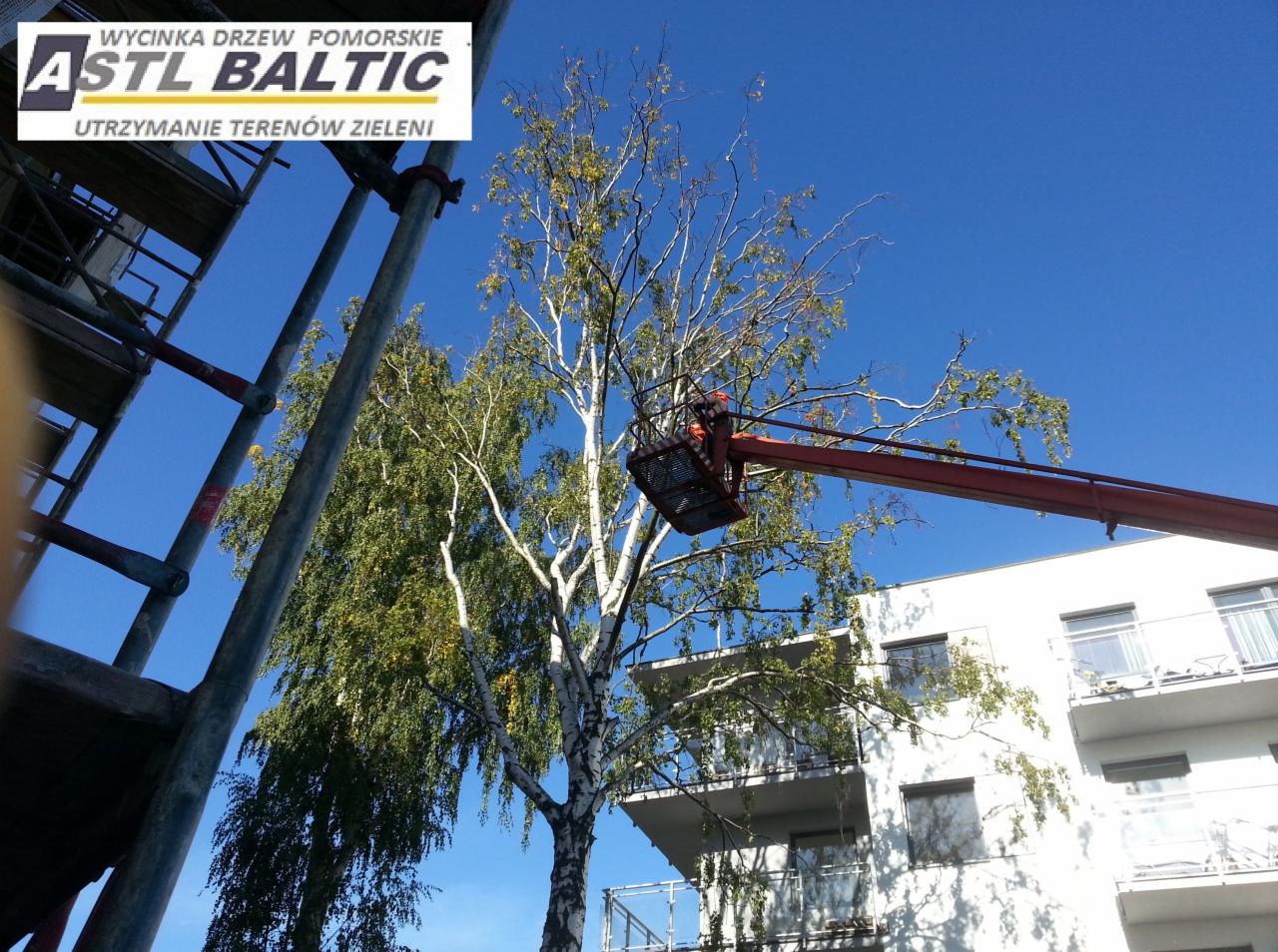 Wycinka drzew redukcja koron drzew