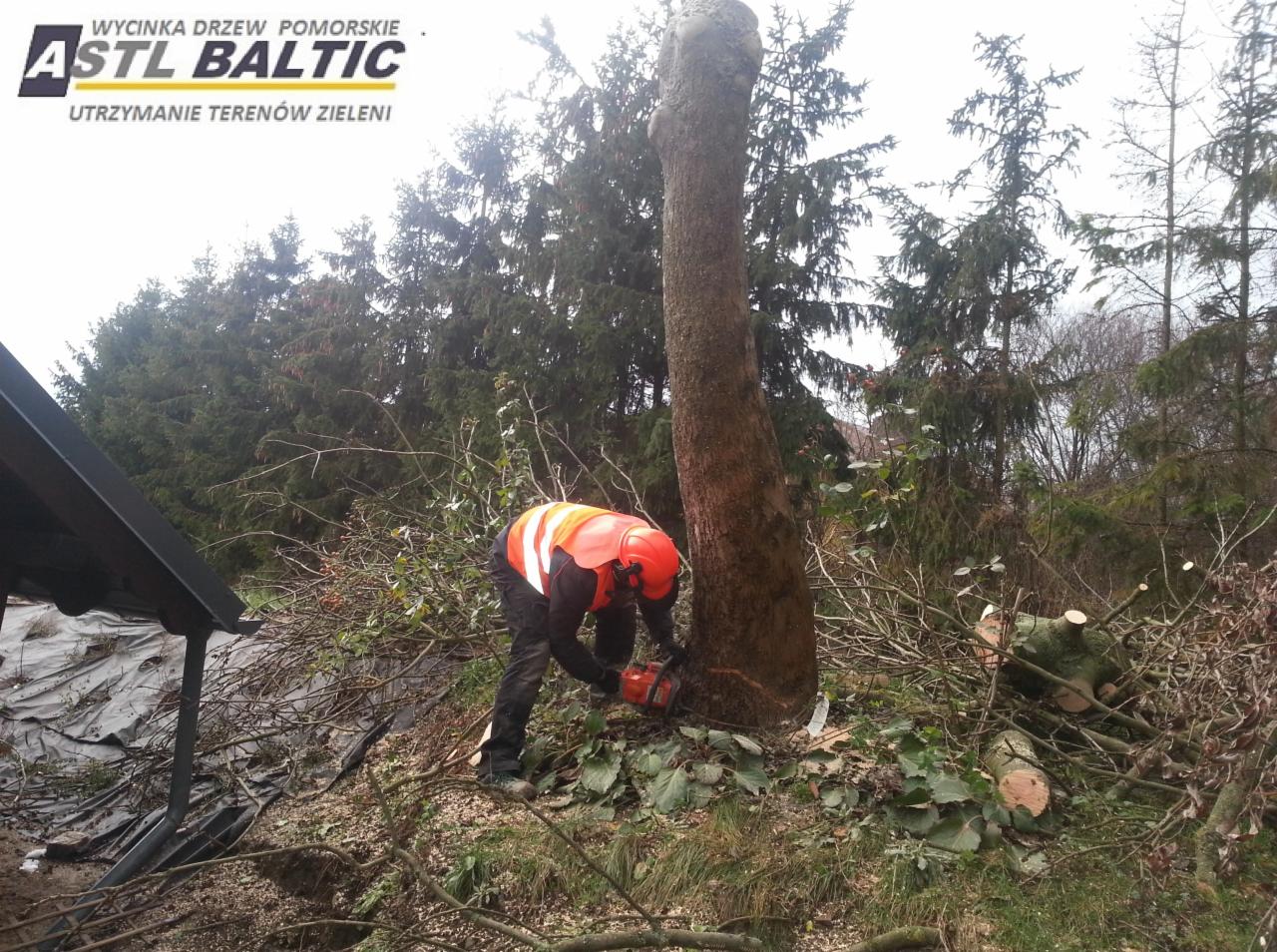 wycinka,przycinka drzew Pruszcz Gdański,Trójmiasto