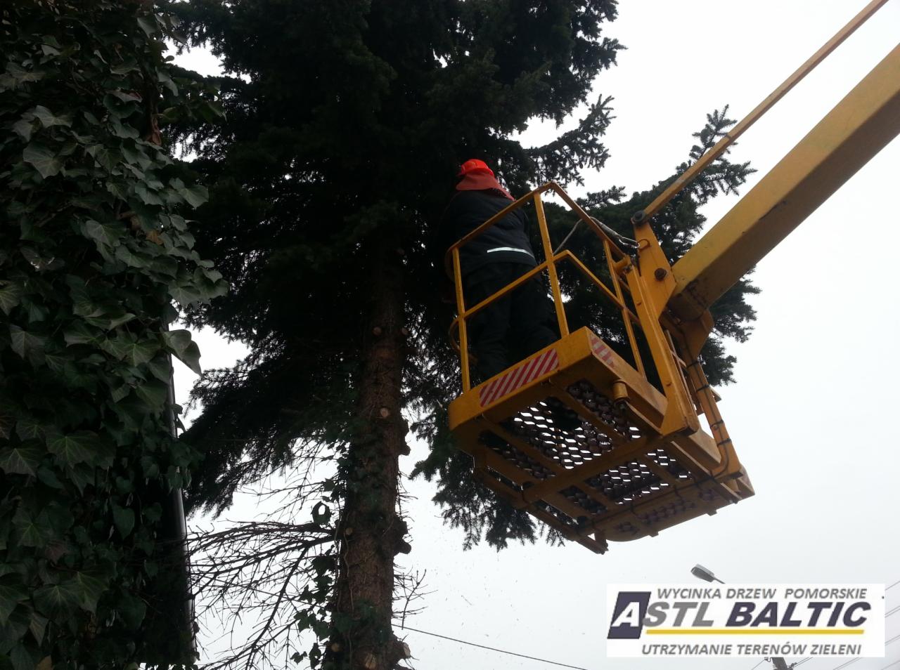Pracownik w pomarańczowym kasku, stojący w żółtym podnośniku koszowym, przycina gałęzie wysokiej choinki. Ślady cięcia widoczne na pniu. Po lewej stronie drzewo obrośnięte bluszczem.