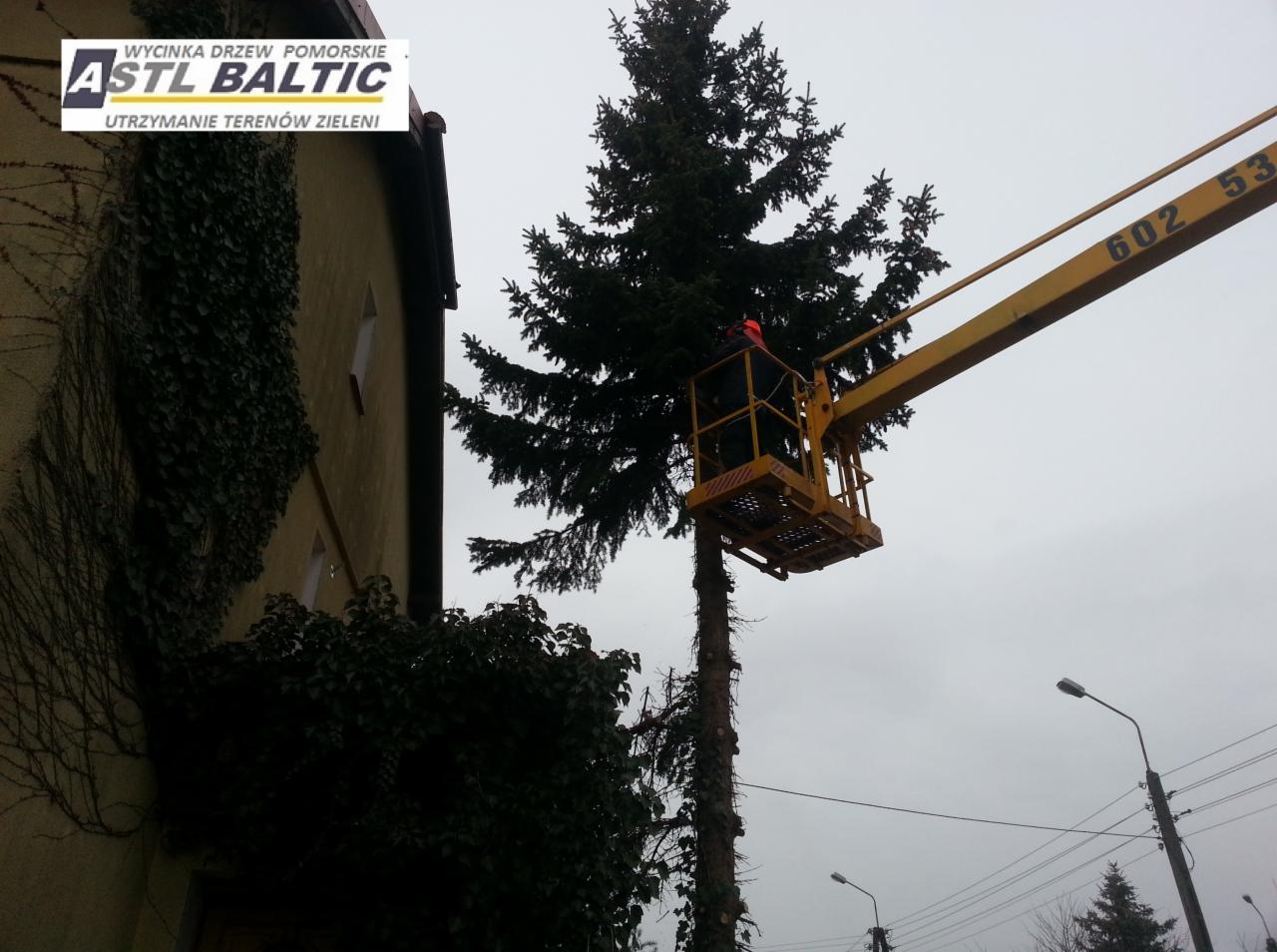 wycinka i przycinka drzew Pruszcz Gdański, Gdańsk,