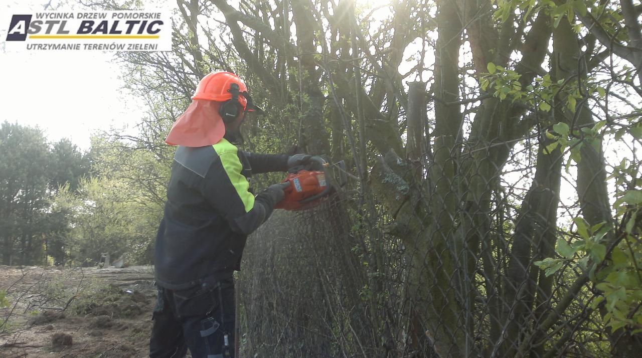 wycinka drzew z wysięgnika koszowego Gdańsk