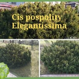 Cis pospolity Elegantissima
