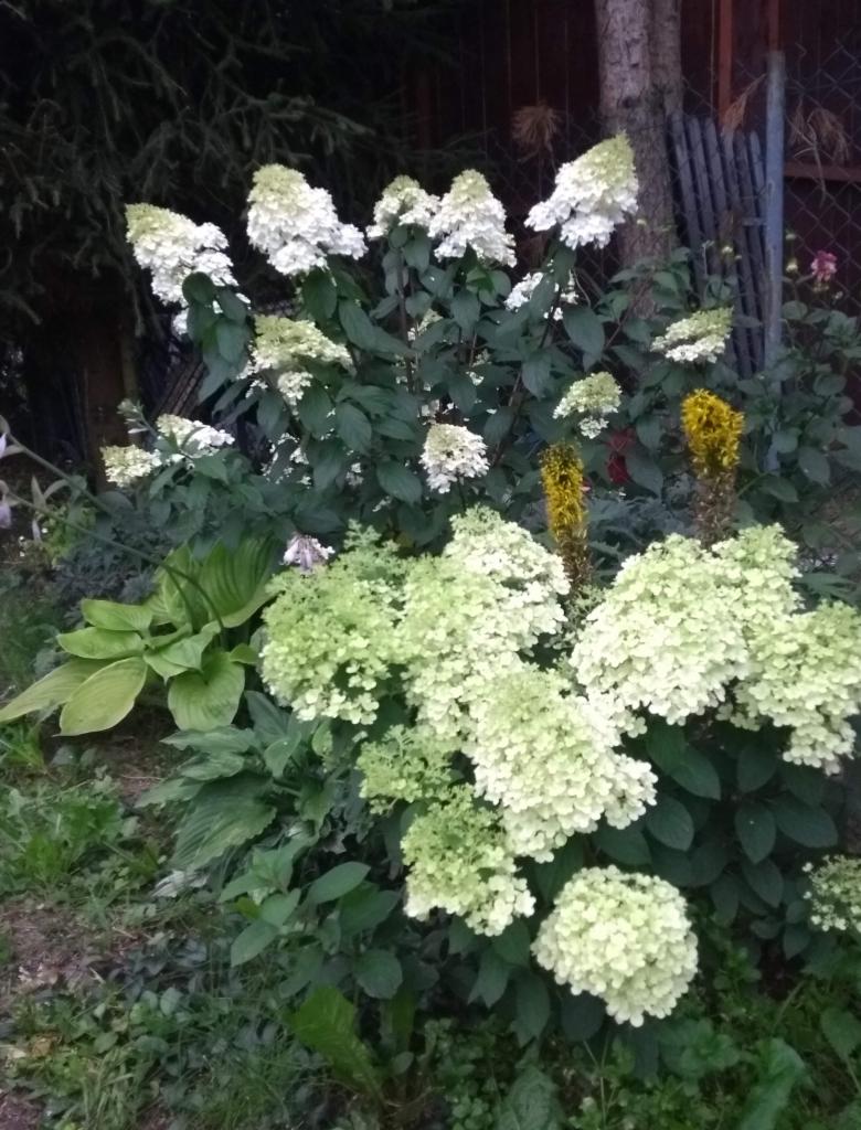 Kwitnące krzewy hortensji w ogrodzie, z białymi i jasnozielonymi kwiatostanami, obok hosty i innych roślin ozdobnych, widoczne elementy ogrodzenia w tle.