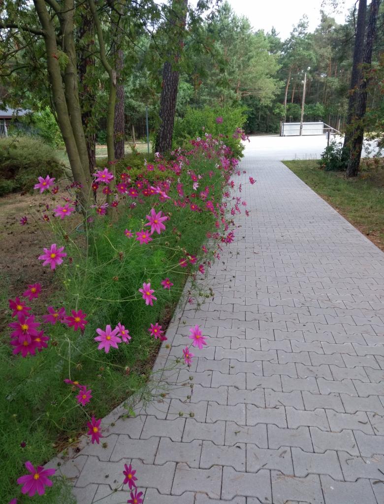 Kwitnące kosmosy wzdłuż szarej kostki brukowej, prowadzącej do parkingu w otoczeniu drzew iglastych.