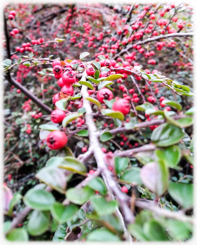 Irga i jej piękne czerwone koraliki na zimę