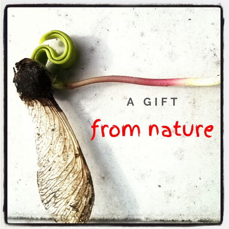 Natura to nie mebel, zanim coś ustawisz w ogrodzie trzeba się dobrze zastanowić .