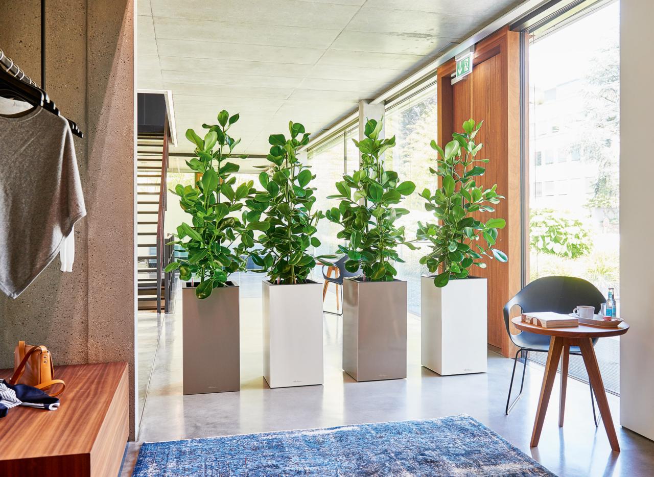 Cztery duże rośliny doniczkowe w minimalistycznych, kwadratowych donicach w odcieniach bieli i szarości, stojące w rzędzie w nowoczesnym wnętrzu z dużymi oknami i drewnianymi elementami,...