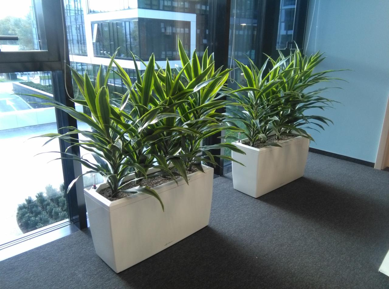 Dwa duże, prostokątne białe pojemniki z roślinami doniczkowymi o długich, zielono-żółtych liściach, ustawione wzdłuż okna w nowoczesnym biurze, z widokiem na sąsiedni budynek.