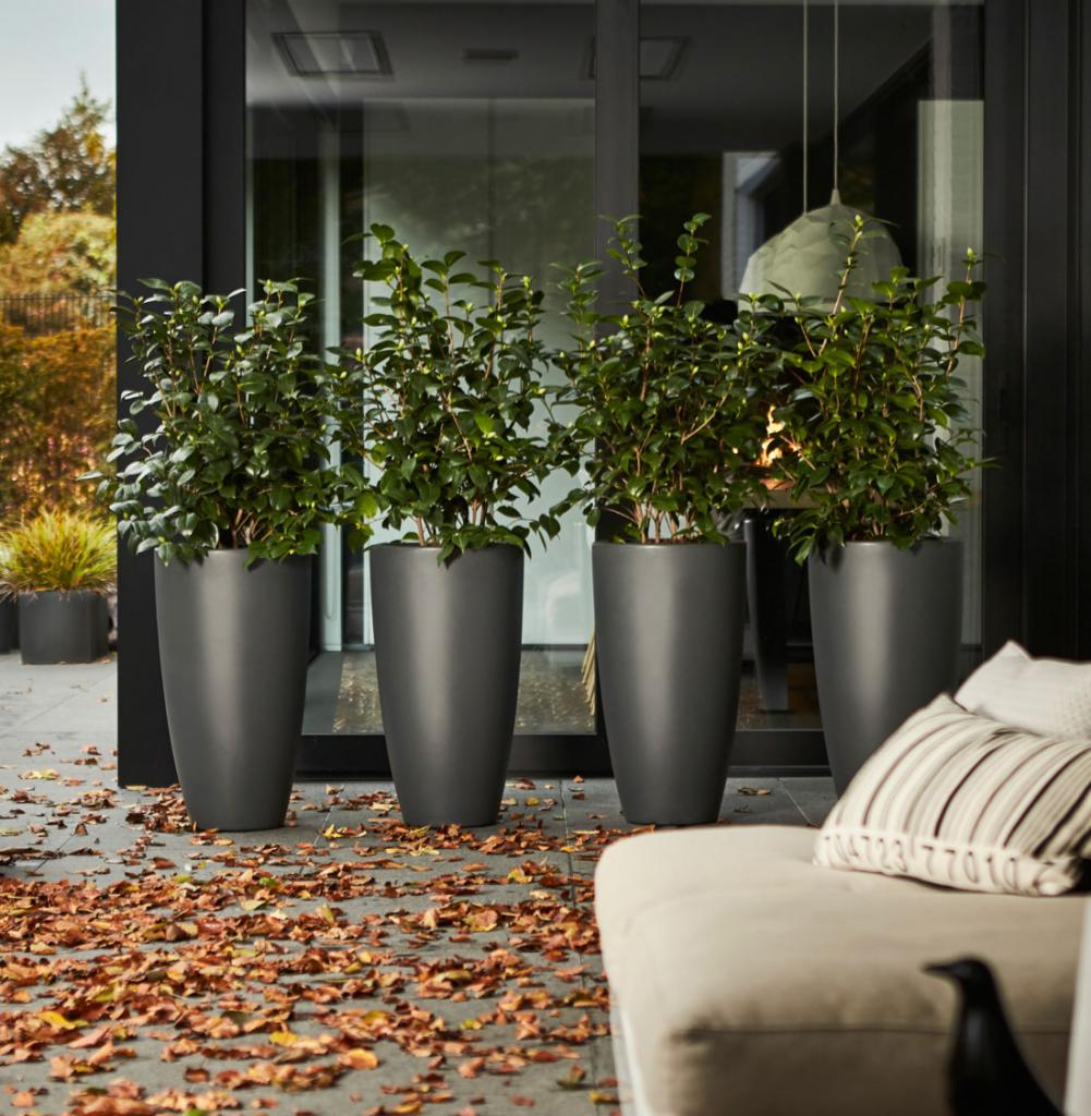 Cztery wysokie, smukłe donice z zielonymi roślinami ustawione przed przeszklonym wejściem w Cieplewie, jesienne liście na posadzce, fragment sofy widoczny w kadrze.