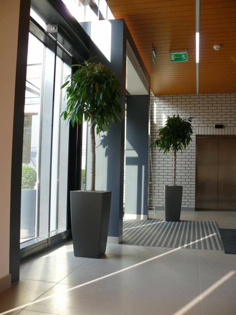 Wysokie drzewko Ficus benjamina w grafitowej donicy, ustawione przy oknie w nowoczesnym biurze z drewnianym sufitem i ceglaną ścianą.