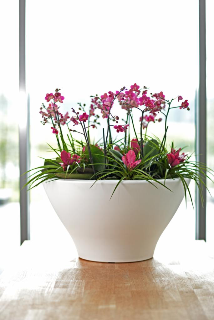Kompozycja z różowych storczyków i bromelii w białej, nowoczesnej donicy na drewnianym blacie przy oknie.