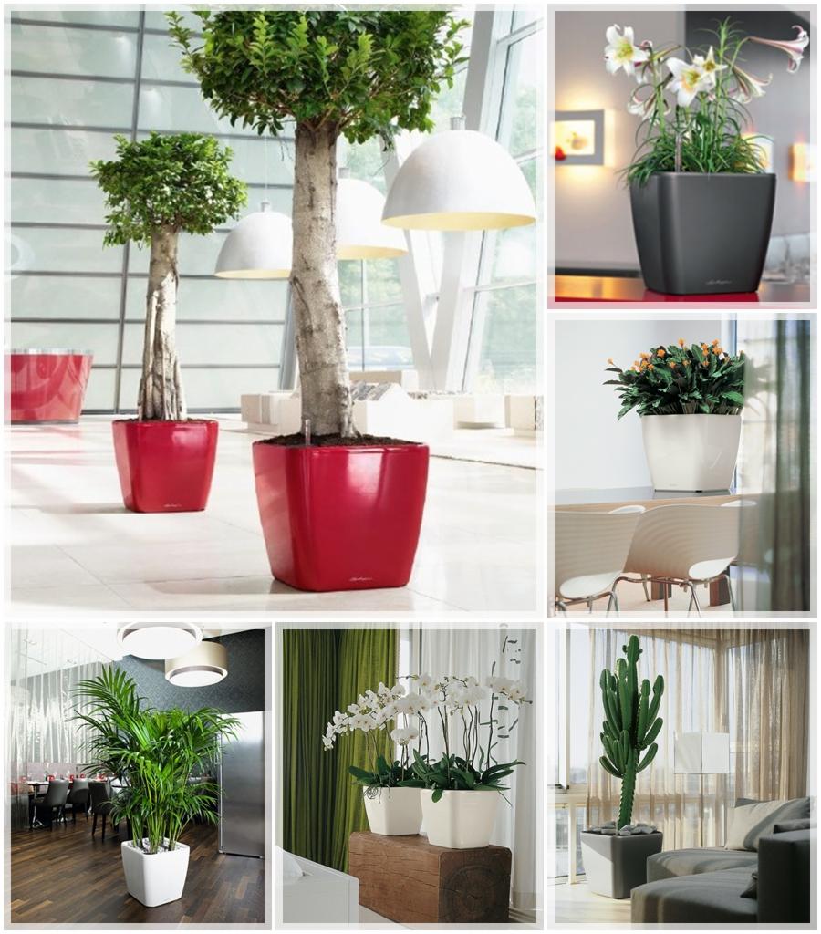 Kompozycja z sześciu zdjęć prezentujących rośliny doniczkowe w różnorodnych aranżacjach wnętrz i na zewnątrz, w tym drzewka w czerwonych donicach, lilie w szarej donicy, kaktus w szarej donicy...