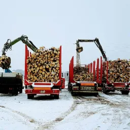 Załadunek pociętych kłód na czerwone przyczepy ciężarówek za pomocą dźwigów w zimowej scenerii.