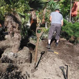 Przesadzanie palmy w ogrodzie. Widoczne narzędzia ogrodnicze: szpadel, łopata i siekiera. Mężczyzna w trakcie pracy. Wykopane doły, przygotowane pod nowe nasadzenia.