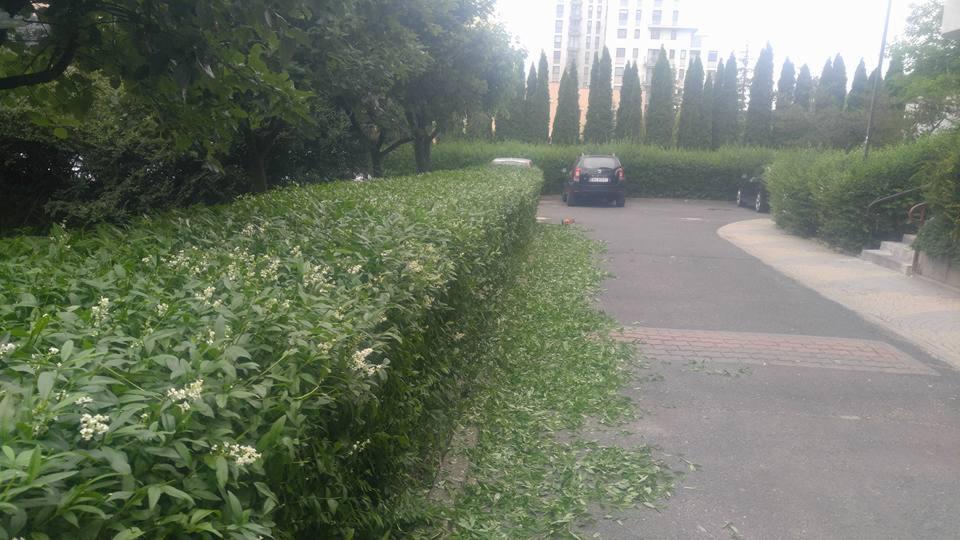 Przycięty żywopłot z drobnymi białymi kwiatami, z opadłymi gałązkami na chodniku, na tle zaparkowany samochód i wysokie tuje.