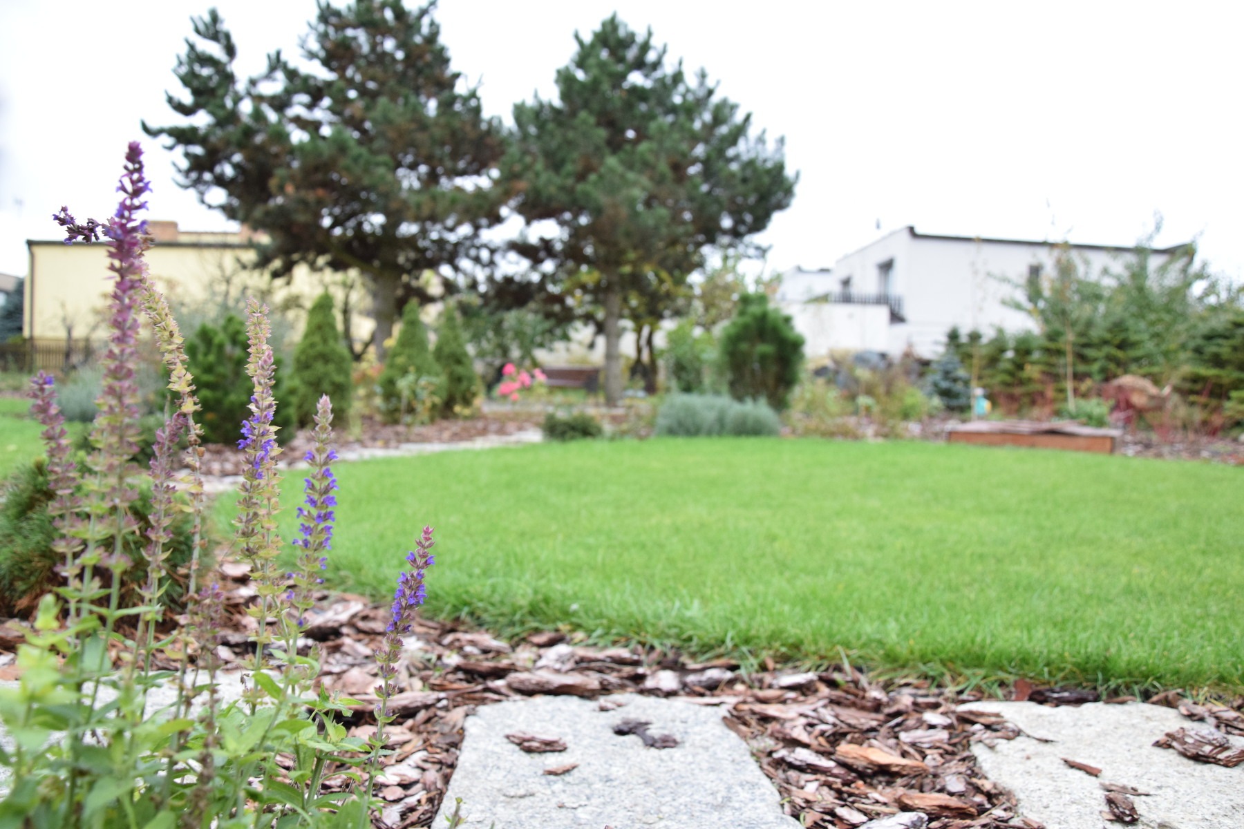 Widok na zadbany trawnik z rabatami z kory i kamiennymi płytami ścieżki, w tle drzewa i budynki.