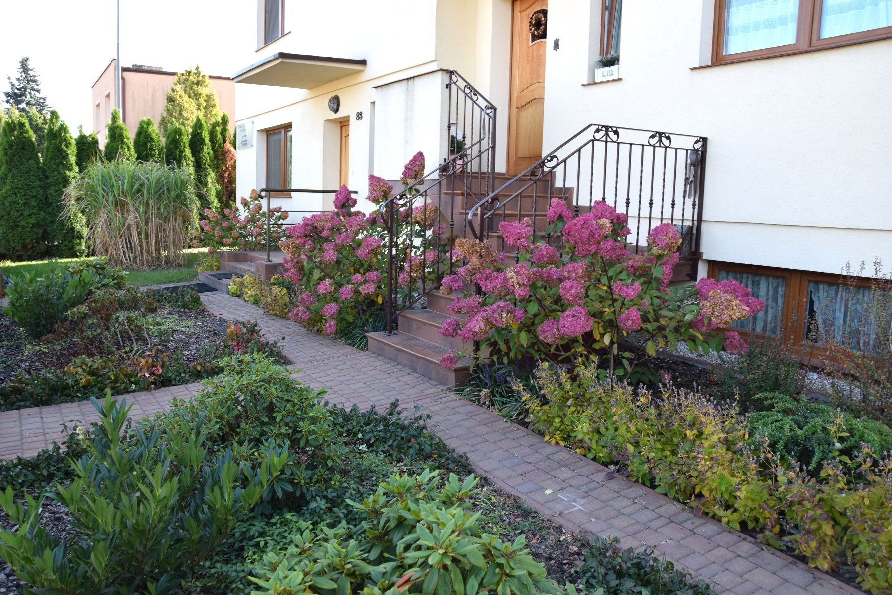Kwitnące hortensje wzdłuż ścieżki prowadzącej do schodów wejściowych domu, z zadbanym trawnikiem i tujami w tle.