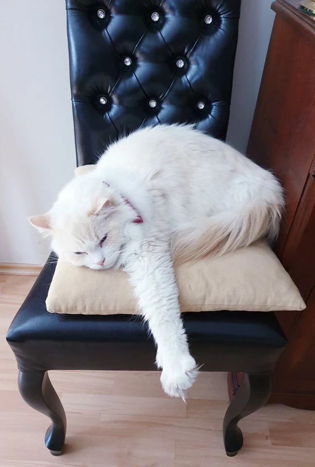 Biały kot rasy Ragdoll śpiący na beżowej poduszce na czarnym, pikowanym krześle z kryształkami.