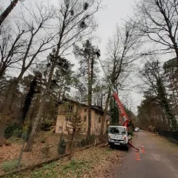 Podnośnik koszowy ustawiony na poboczu drogi, z wysięgnikiem sięgającym do korony drzewa w celu pielęgnacji, widoczny dom w tle i opadłe liście.