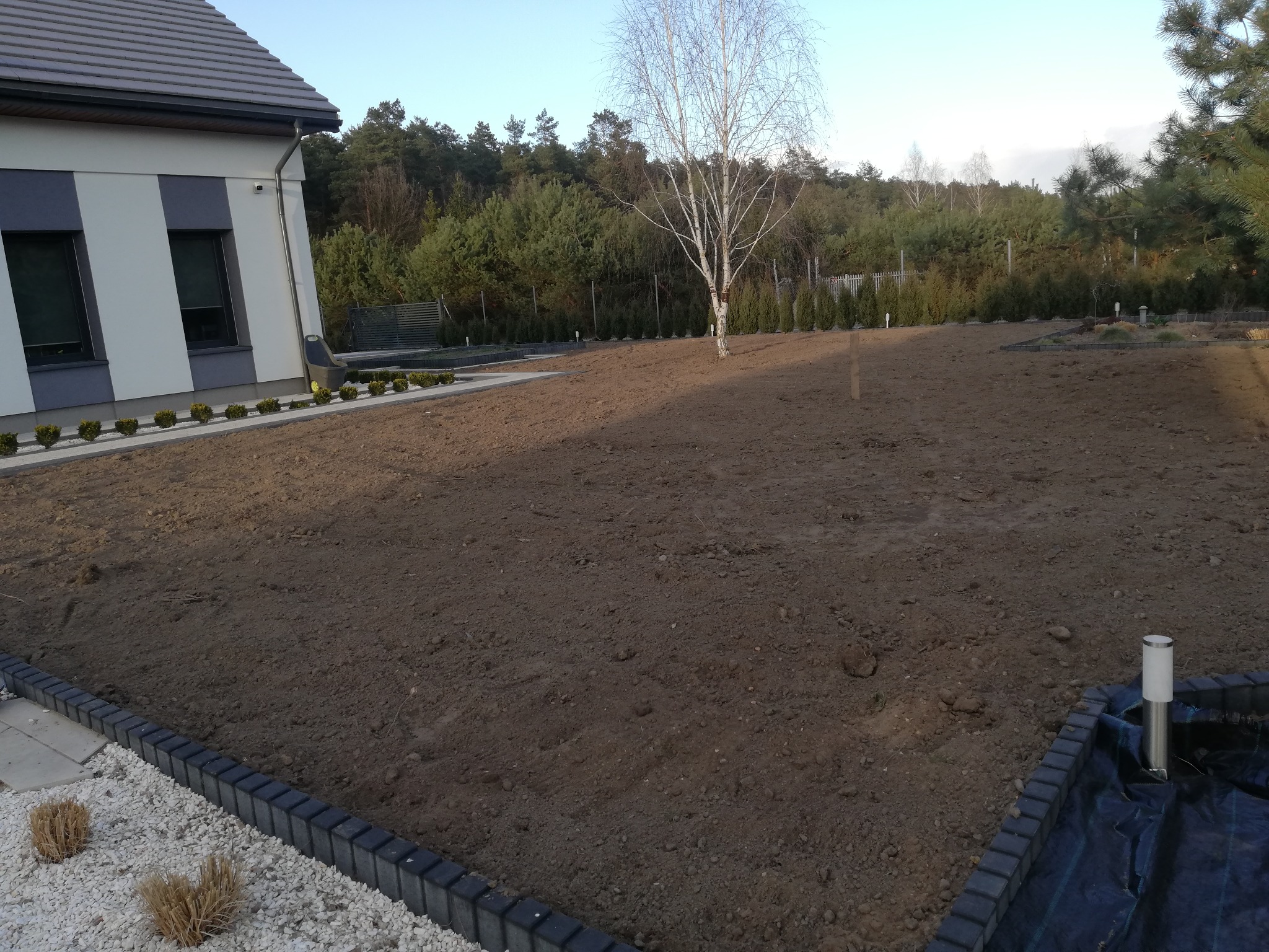 Przygotowany teren pod trawnik z widocznym systemem nawadniania w narożniku, obrzeża z kostki i świeżo posadzonym drzewem na tle domu i lasu.